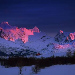 Winter pink tree wallpaper