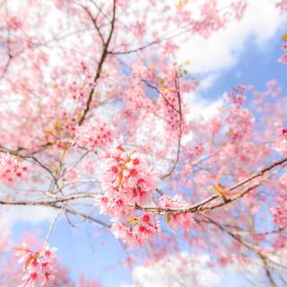 Winter pink tree wallpaper