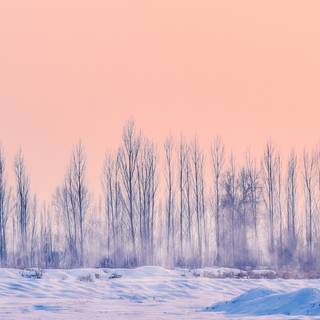 Winter pink tree wallpaper