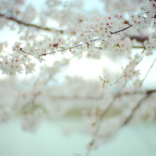 Winter pink tree wallpaper