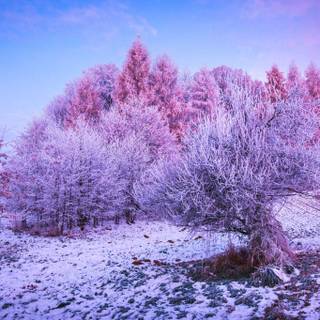 Winter pink tree wallpaper