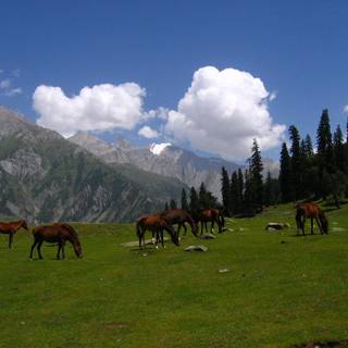 Sonmarg wallpaper