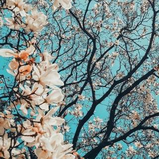 Spring aesthetic blue wallpaper