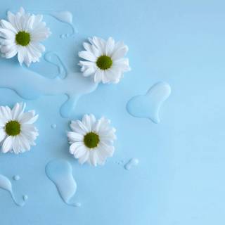 Spring aesthetic blue wallpaper