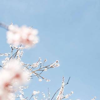 Spring aesthetic blue wallpaper