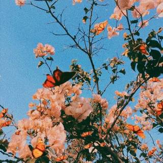 Spring aesthetic blue wallpaper