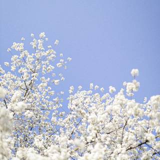 Spring aesthetic blue wallpaper