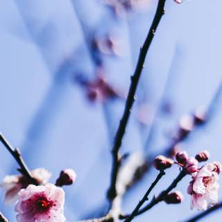 Spring aesthetic blue wallpaper