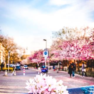 Spring Berlin wallpaper