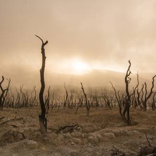 Desertification wallpaper