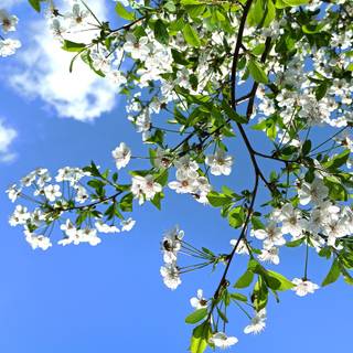 Spring Berlin wallpaper