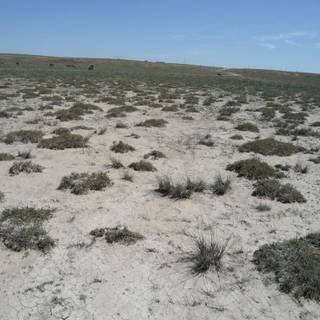 Desertification wallpaper