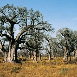 Desertification wallpaper