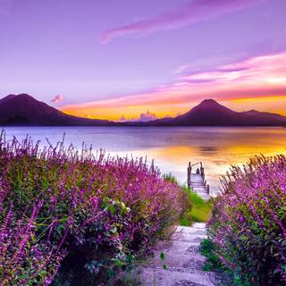 Purple river wallpaper