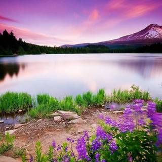 Purple river wallpaper