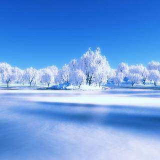 Winter scene blue wallpaper