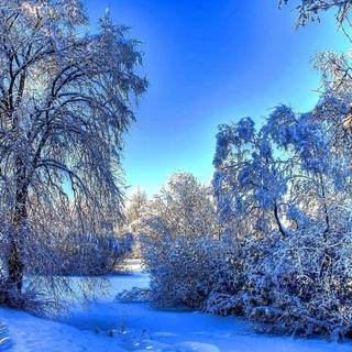 Winter scene blue wallpaper