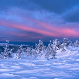Winter scene blue wallpaper