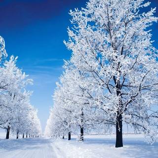Winter scene blue wallpaper