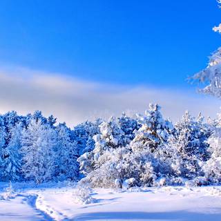 Winter scene blue wallpaper