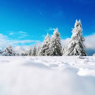 Winter scene blue wallpaper