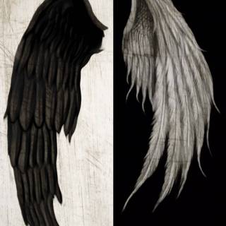 Black and white wings wallpaper