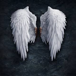 Black and white wings wallpaper