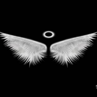 Black and white wings wallpaper