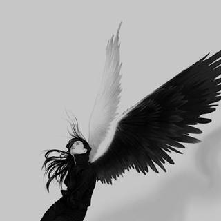 Black and white wings wallpaper
