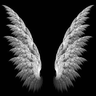 Black and white wings wallpaper