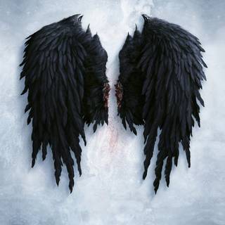 Black and white wings wallpaper