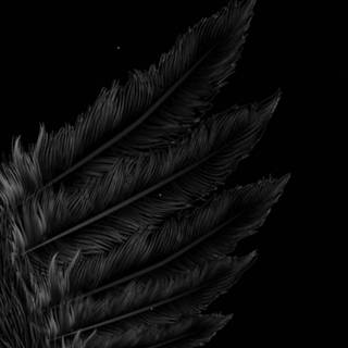 Black and white wings wallpaper