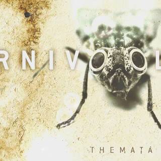 Karnivool wallpaper