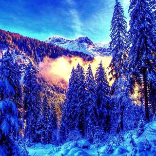 Colorful winter scenes wallpaper