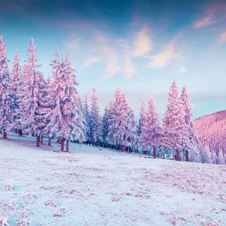 Colorful winter scenes wallpaper