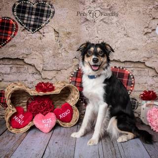 Boho Valentine Day wallpaper