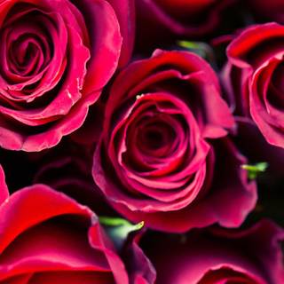 Cute Valentine iPhone wallpaper