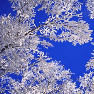 Colorful winter scenes wallpaper