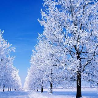 Cute winter sences wallpaper