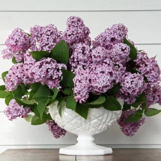 Spring flower vase wallpaper