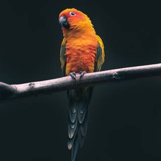 Pet birds wallpaper
