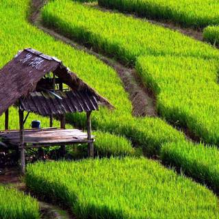 Green view wallpaper