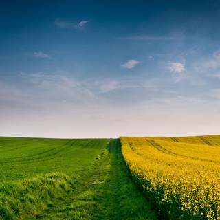 Green view wallpaper