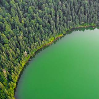 Green view wallpaper