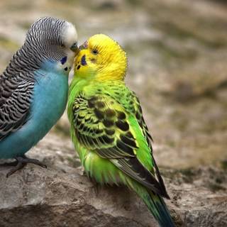 Pet birds wallpaper