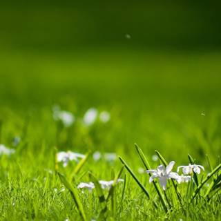 Green view wallpaper