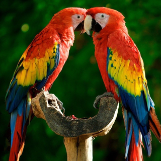 Pet birds wallpaper