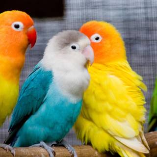 Pet birds wallpaper
