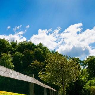 Green view wallpaper