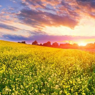 Green view wallpaper